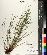 Carex planispicata image