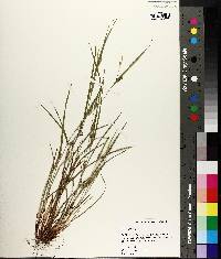 Carex planispicata image