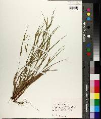 Carex planispicata image