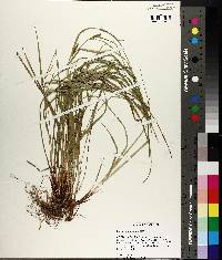 Carex planispicata image