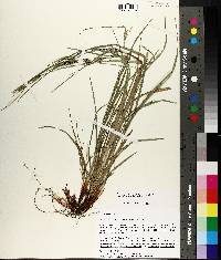 Carex planispicata image