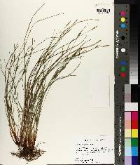 Carex planispicata image