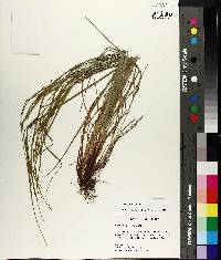 Carex planispicata image