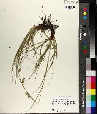 Carex cherokeensis image