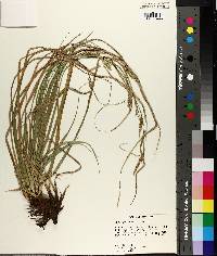 Carex cherokeensis image