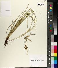 Carex cherokeensis image