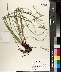 Carex cherokeensis image