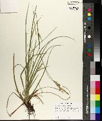 Carex cherokeensis image