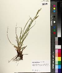 Carex cherokeensis image