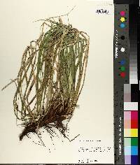 Carex cherokeensis image