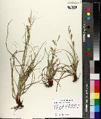 Carex cherokeensis image