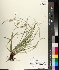 Carex cherokeensis image