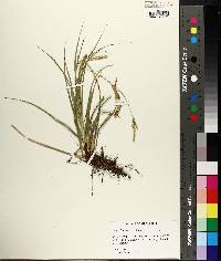 Carex cherokeensis image