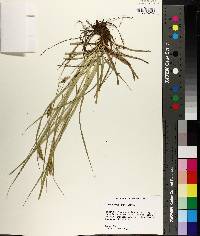 Carex cherokeensis image