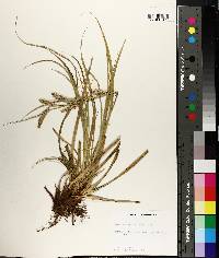 Carex cherokeensis image