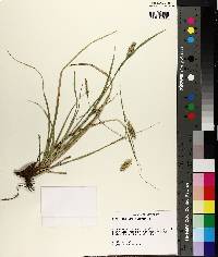 Carex cherokeensis image