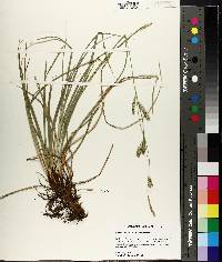 Carex cherokeensis image