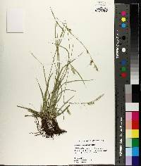 Carex cherokeensis image