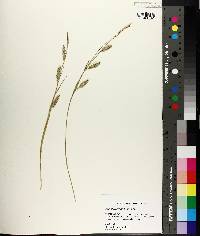 Carex cherokeensis image