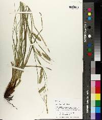 Carex cherokeensis image