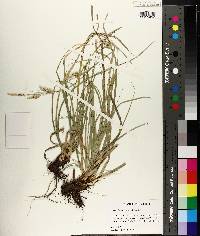 Carex cherokeensis image