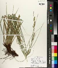 Carex cherokeensis image