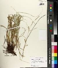 Carex cherokeensis image