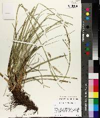 Carex cherokeensis image