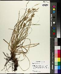 Carex cherokeensis image