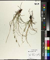 Carex cherokeensis image