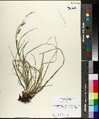 Carex cherokeensis image