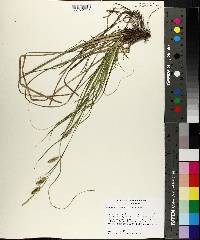 Carex cherokeensis image