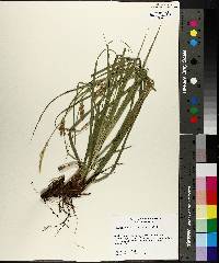 Carex cherokeensis image