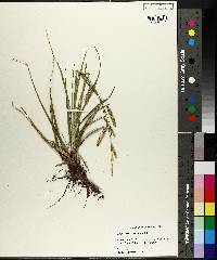 Carex cherokeensis image