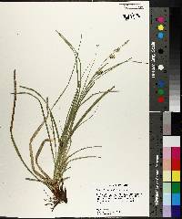 Carex cherokeensis image