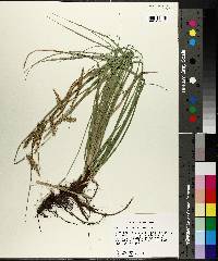 Carex cherokeensis image