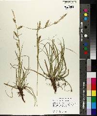 Carex cherokeensis image