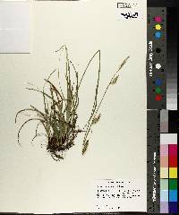 Carex cherokeensis image