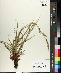 Carex cherokeensis image