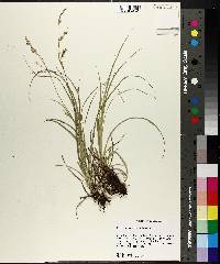 Carex cherokeensis image