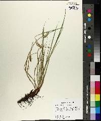 Carex cherokeensis image