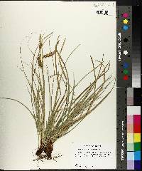 Carex cherokeensis image