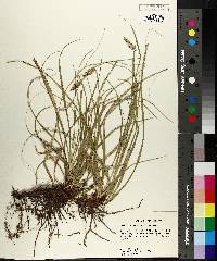 Carex cherokeensis image