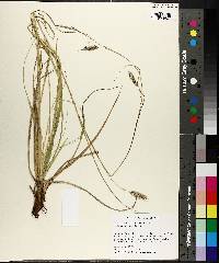 Carex cherokeensis image