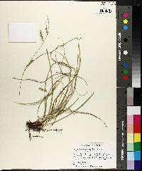 Carex cherokeensis image