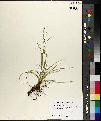 Carex cherokeensis image