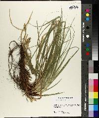 Carex cherokeensis image