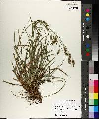 Carex cherokeensis image