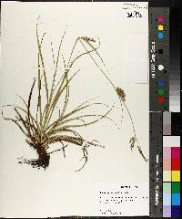 Carex cherokeensis image