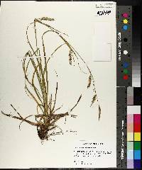 Carex cherokeensis image